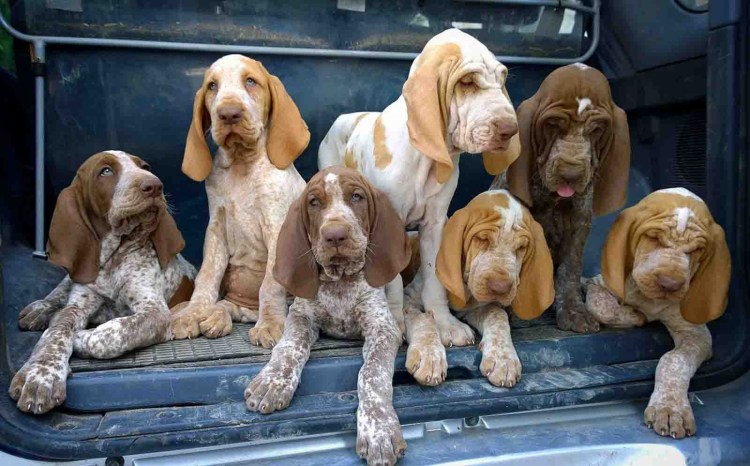 Бракко собака