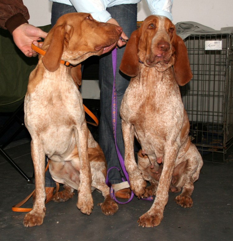 Степени Бракко