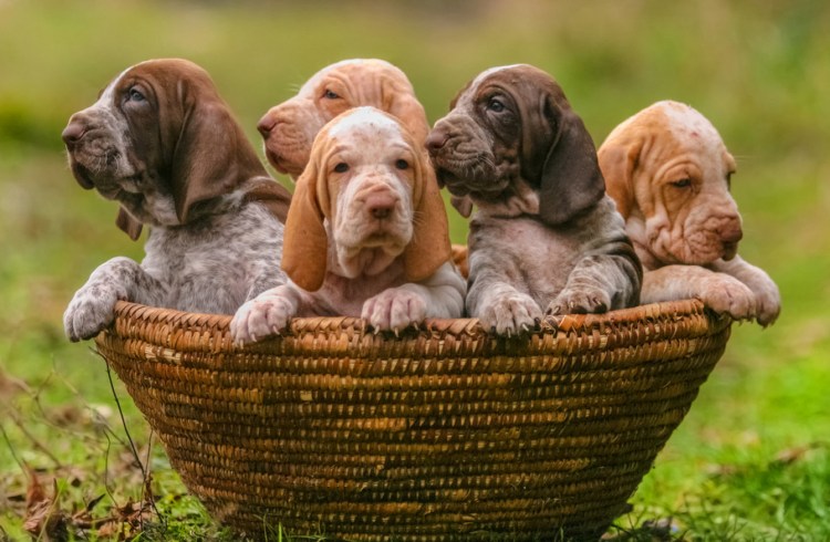 Итальянская короткошерстная легавая чемпион мира