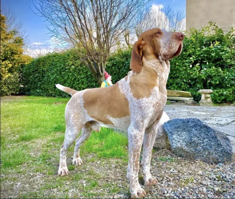 Итальянская охотничья легавая