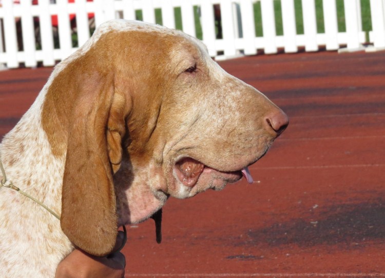 Итальянский бракк