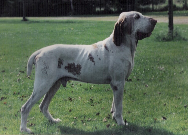 Bracco italiano Hunting