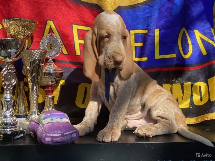 Легавая собака Пойнтер