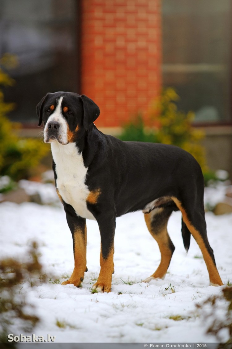 Гросс зенненхунд