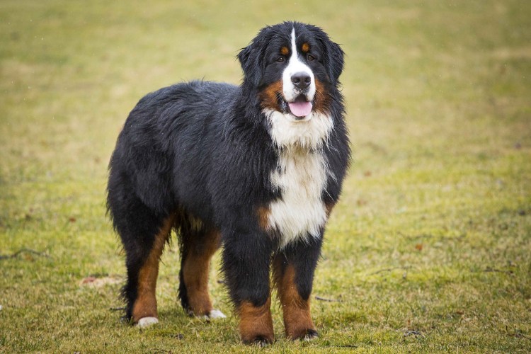 Собака Бернский зенненхунд