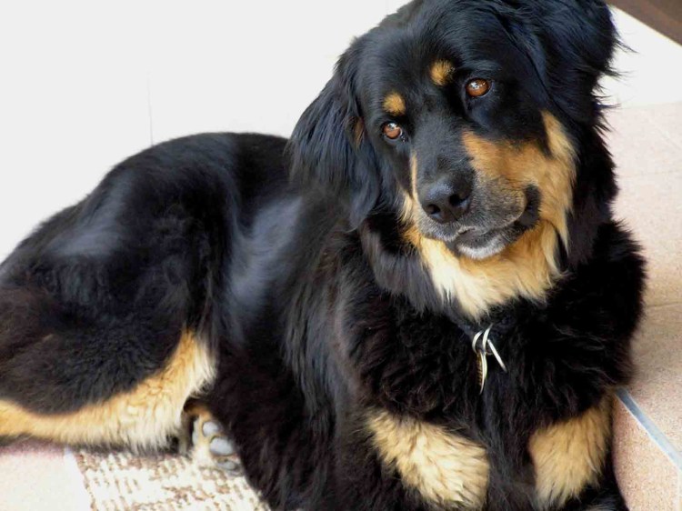 Хоффвартен порода собак