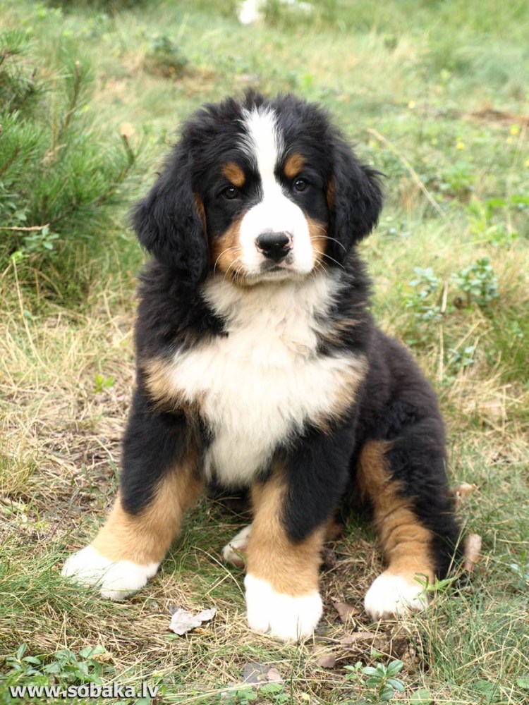 Бременские зенненхунд