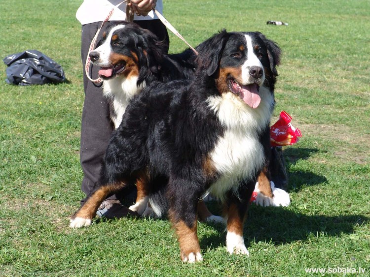 FCI бернского зенненхунда