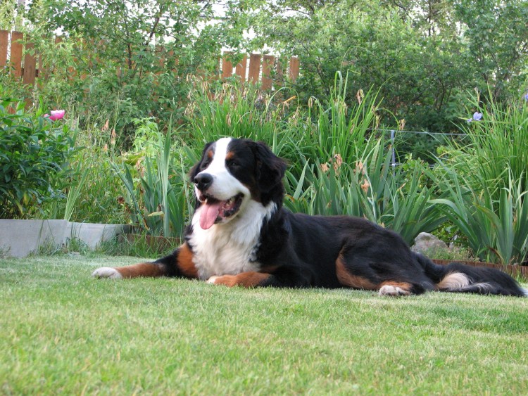 Шотландская колли длинношерстный