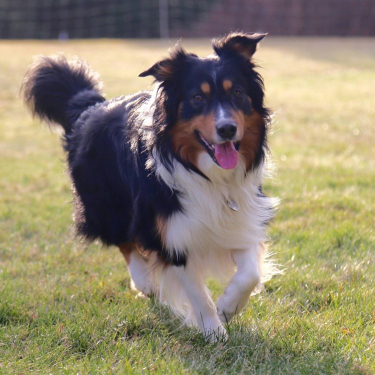 Уэльская пастушья овчарка