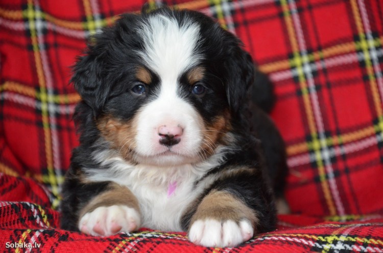 Бернский зенненхунд