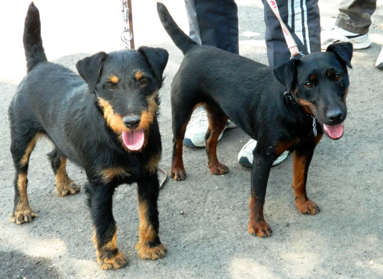 Немецкий Ягдтерьер