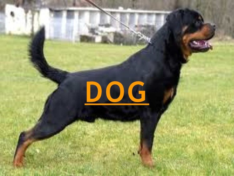 Порода ротвейлер