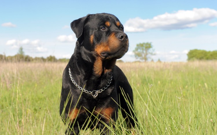 Вельштерьер жесткошерстный