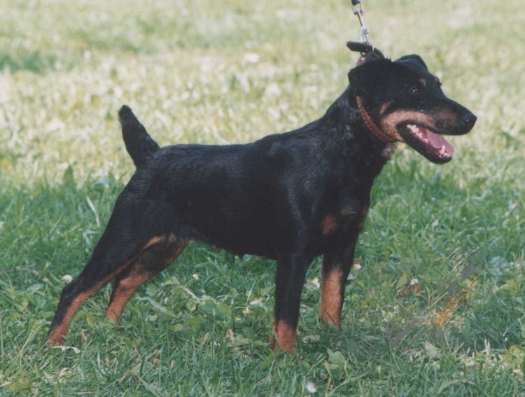 Курцхаар порода