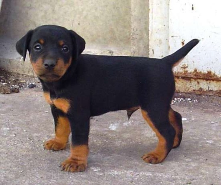 Немецкий Ягдтерьер щенок