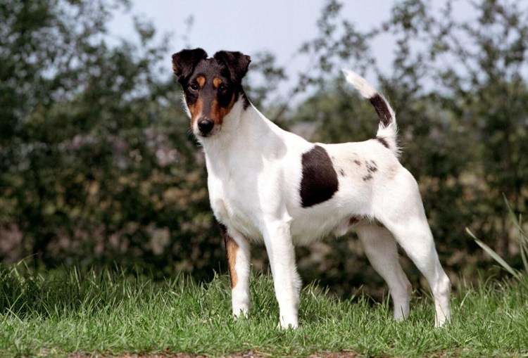 Ягдтерьер и такса