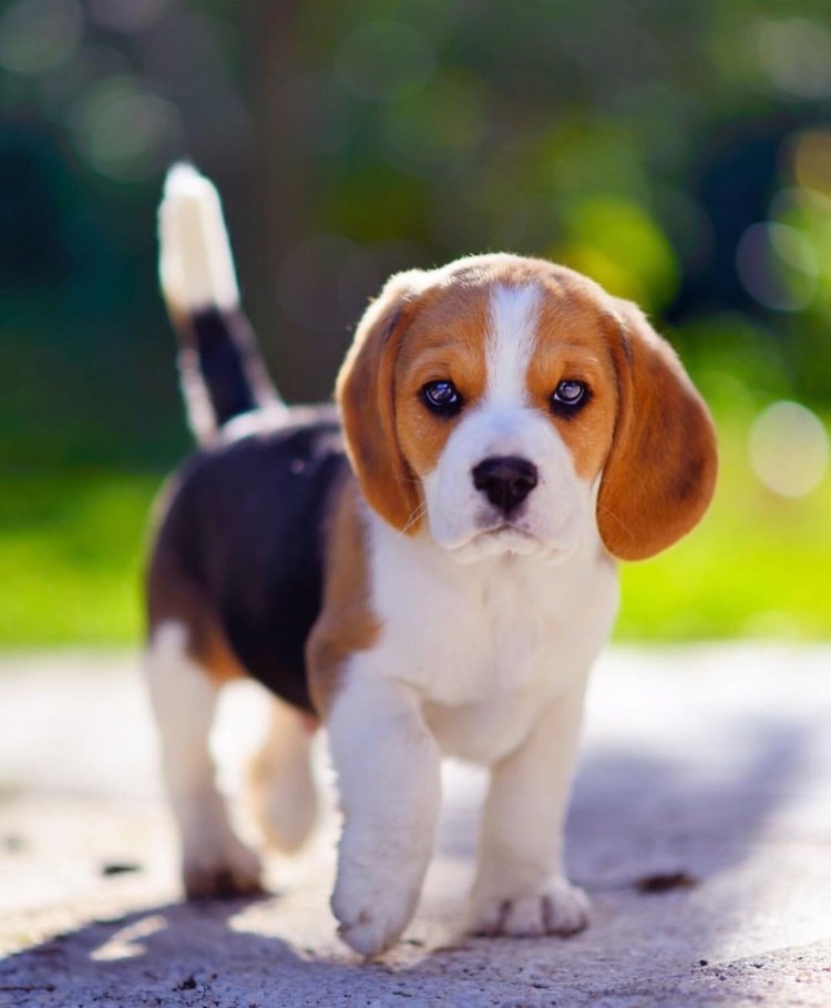 Бигль порода Бигль