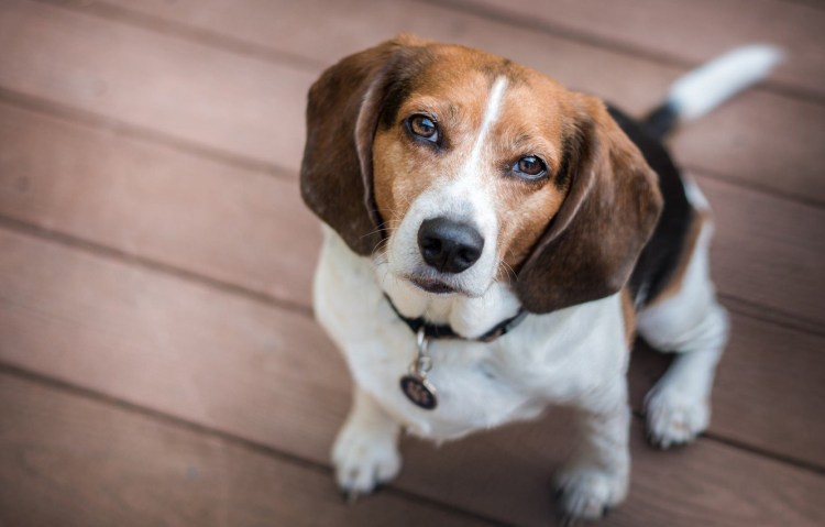 Бигль порода Бигль