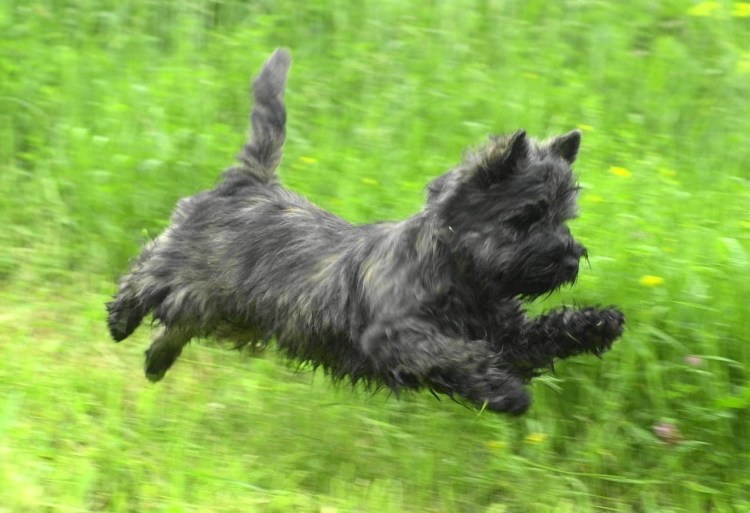 Цверг терьер