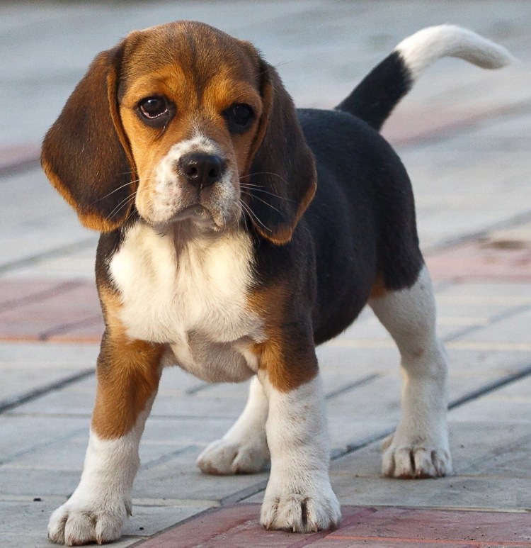 Порода собак Бигль