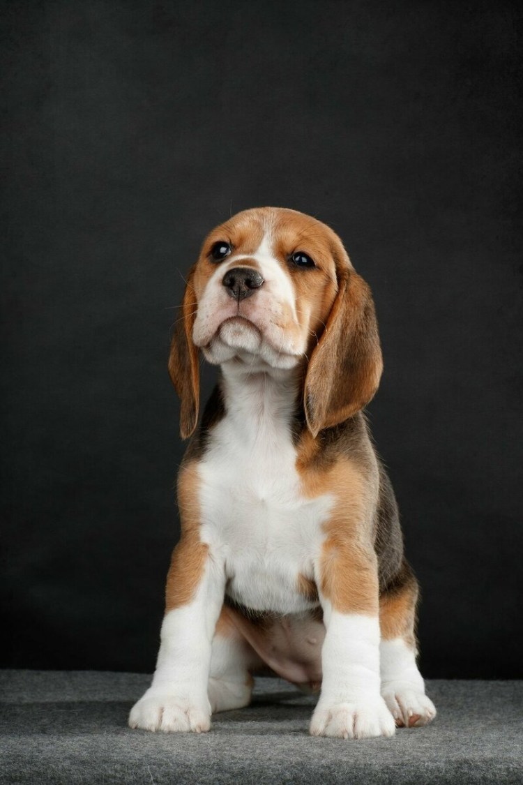 Бигль порода Бигль