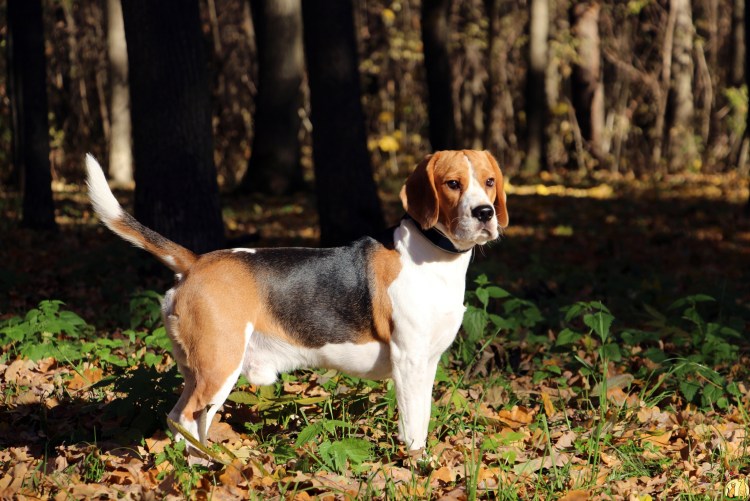 Бигль порода собаки Бигль