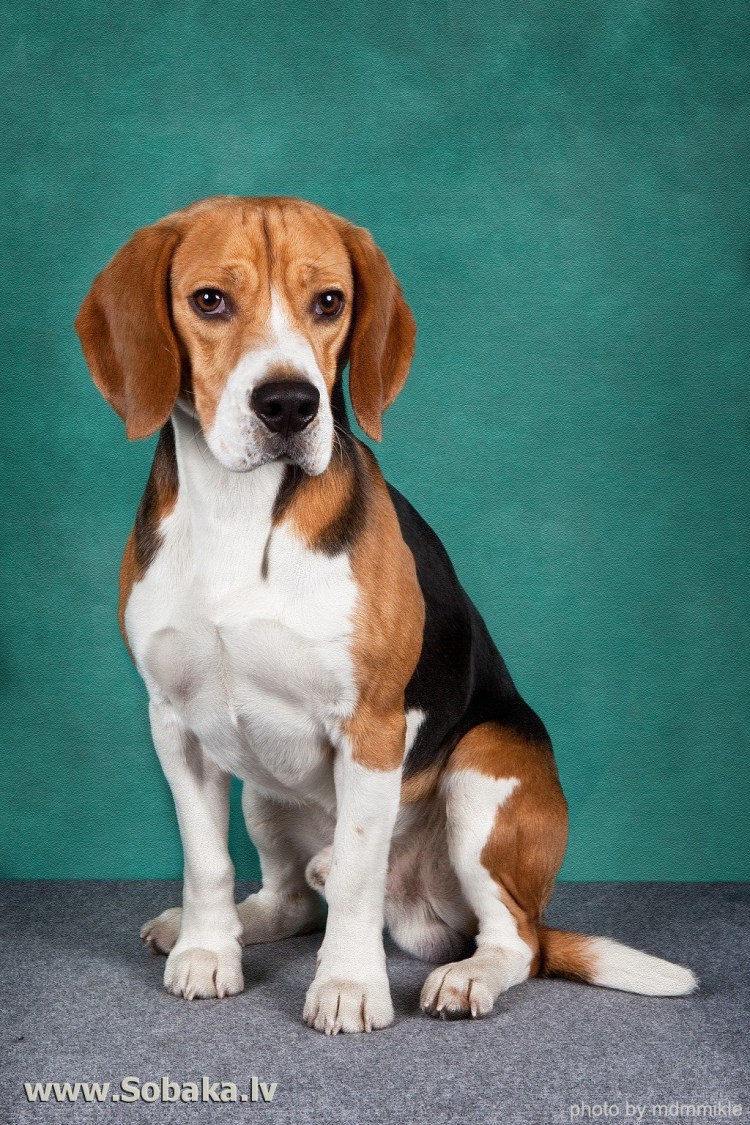 Бигль порода собаки Бигль