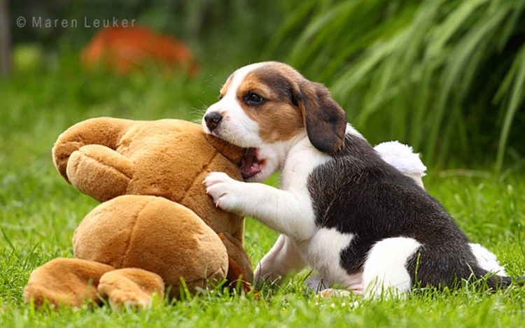 Бигль собака