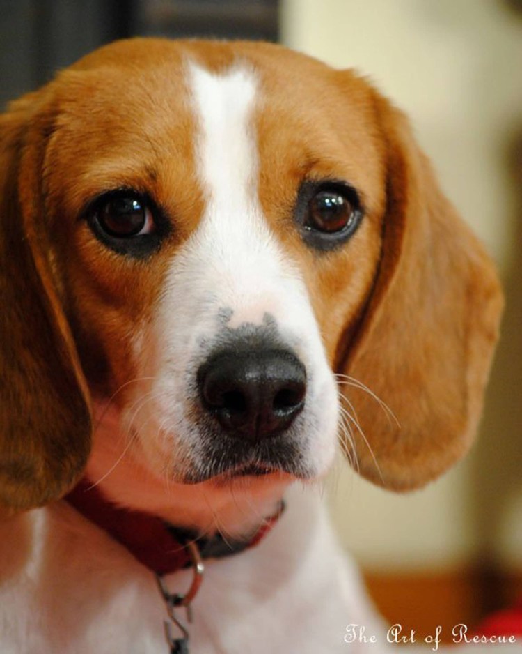 Австралийский Бигль