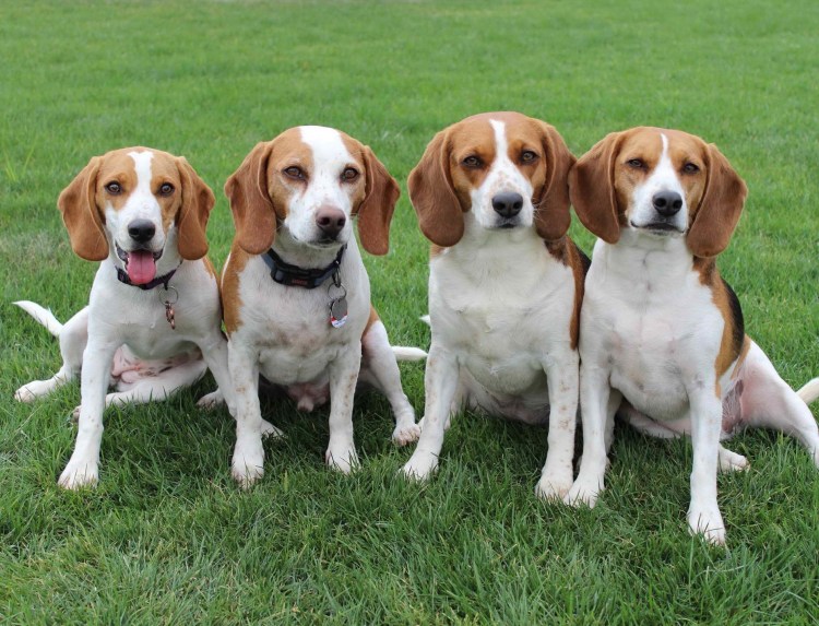 Бигль порода Бигль