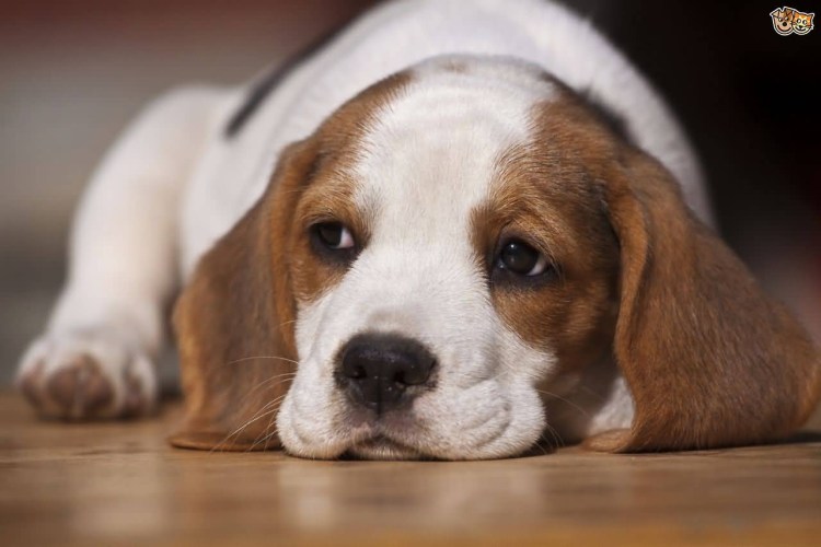 Бигль порода собаки Бигль