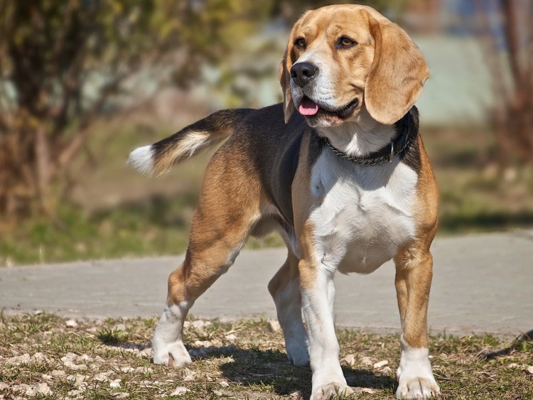 Керри Бигль