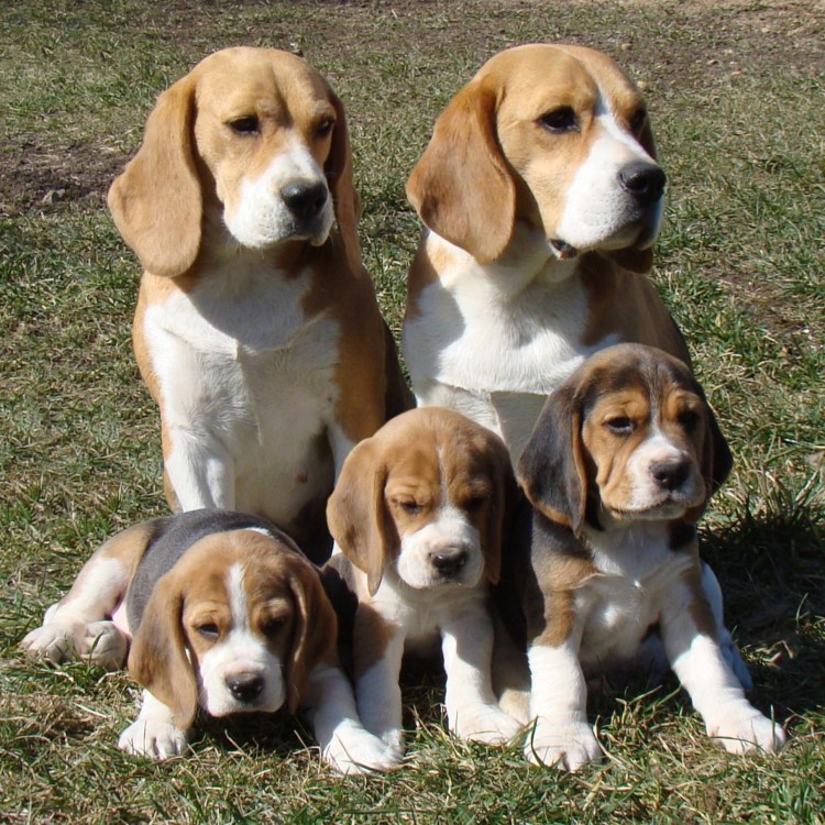 Пигаль порода собак