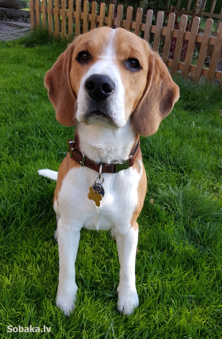 Бигль собака фото