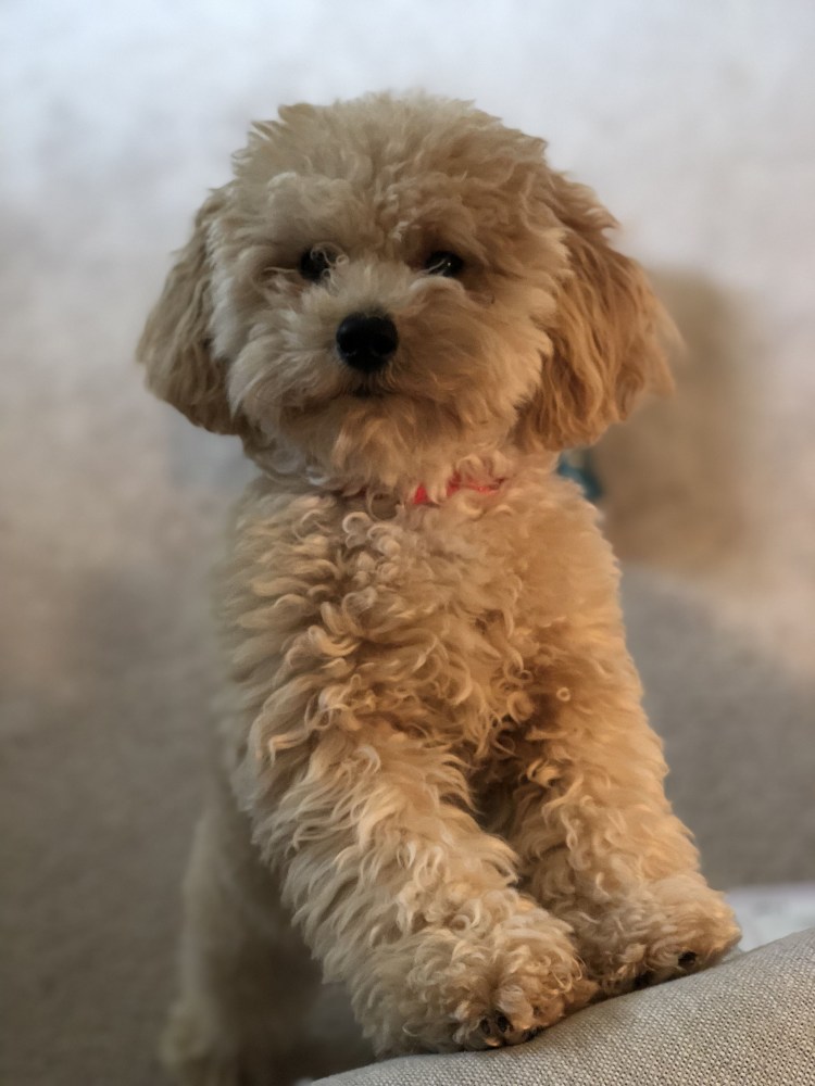 Мальтипу болонка