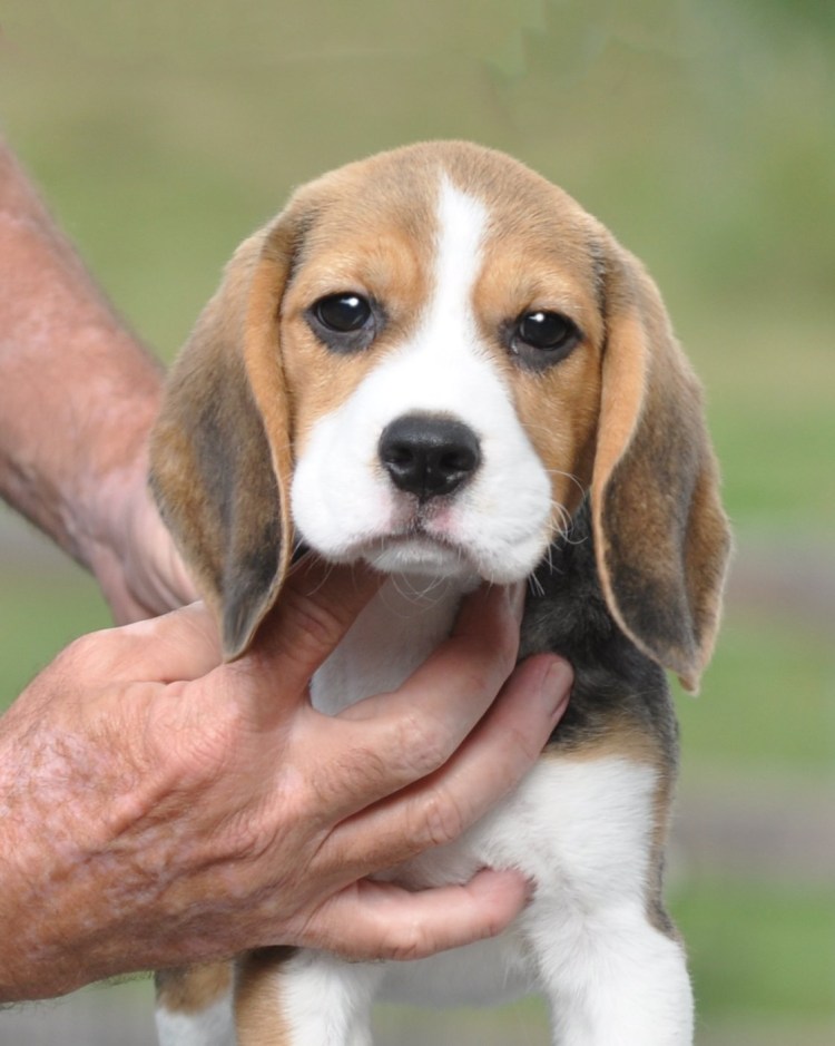 Бигль щенок