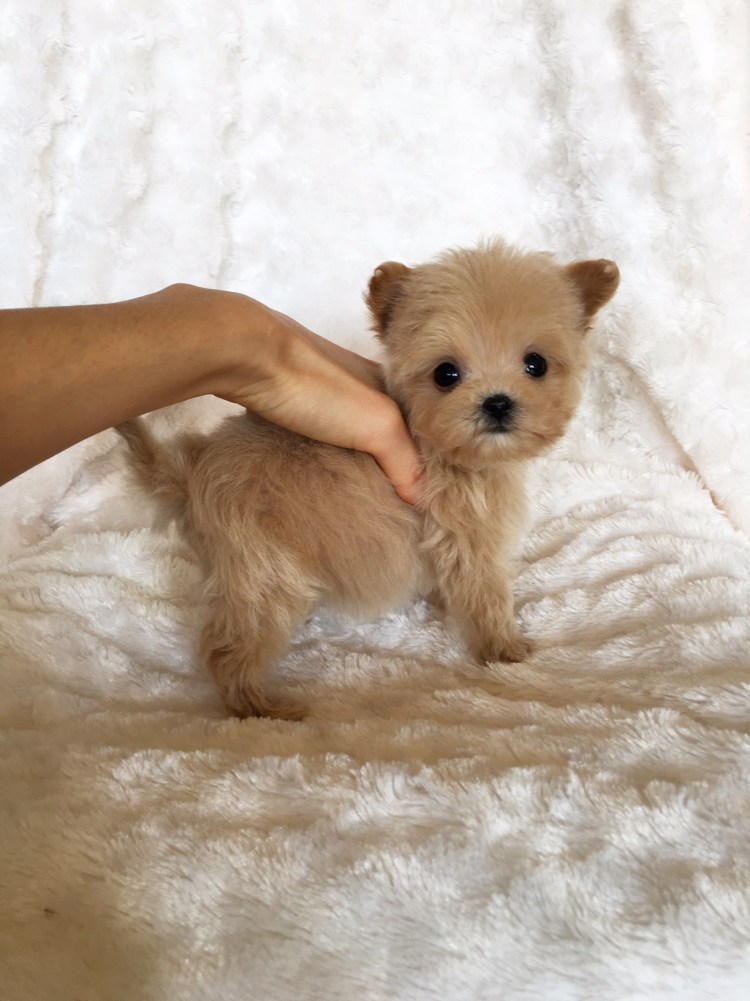 Карликовый мальтипу щенок