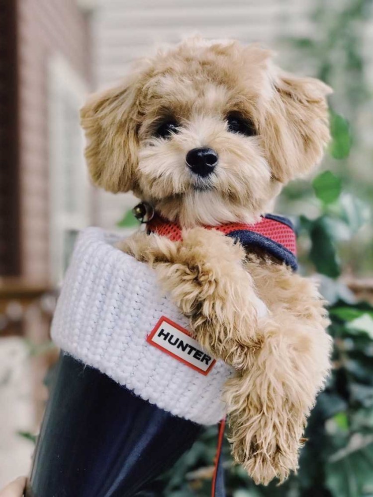 Собачка породы мальтипу