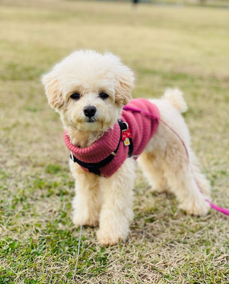 Порода мальтипу взрослый