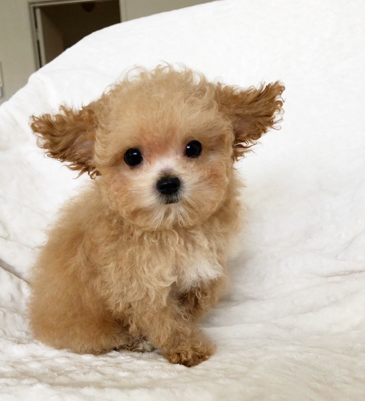 Мальтипу и шпиц