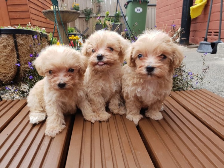 Мальтипу собака