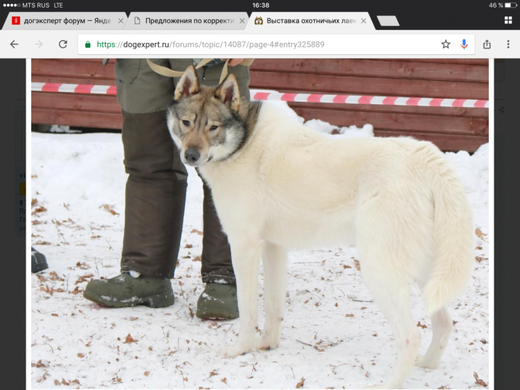 Догэксперт форум