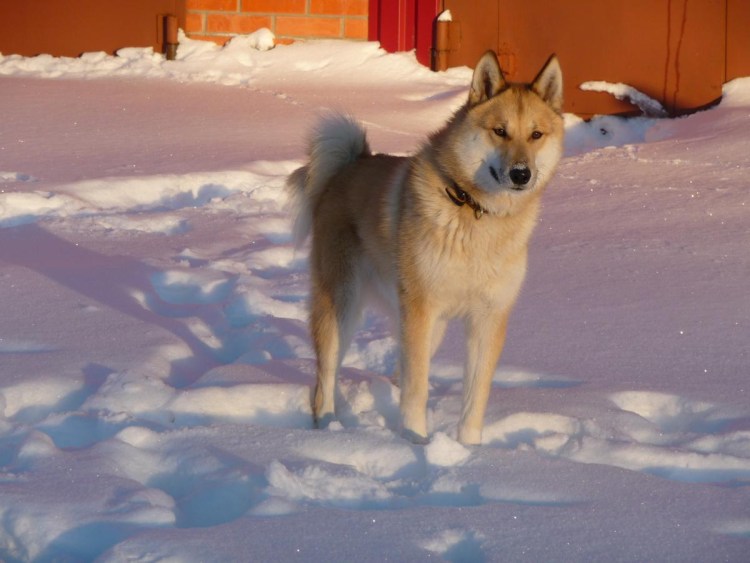Щенки Хантейской лайки