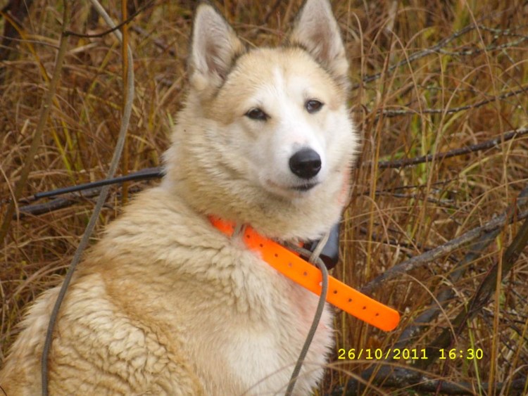 Догэксперт лайки