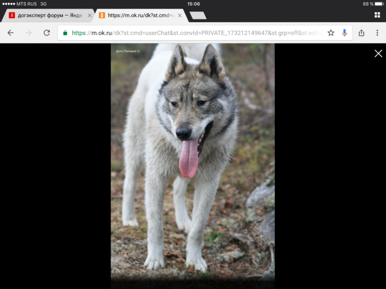 Догэксперт лайки