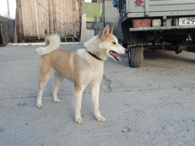 Выбракованные щенки