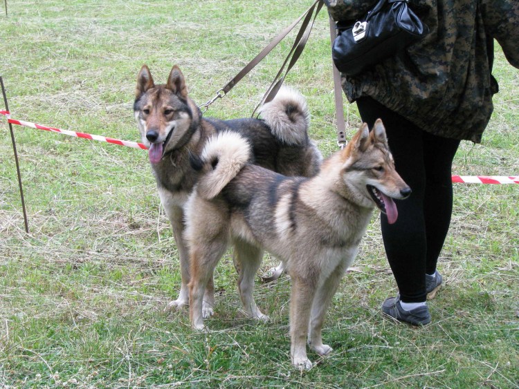 Восточносибирская лайка