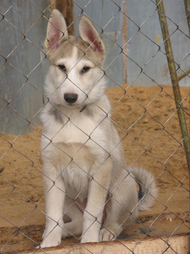Западно Сибирская лайка чемпион мира Российская
