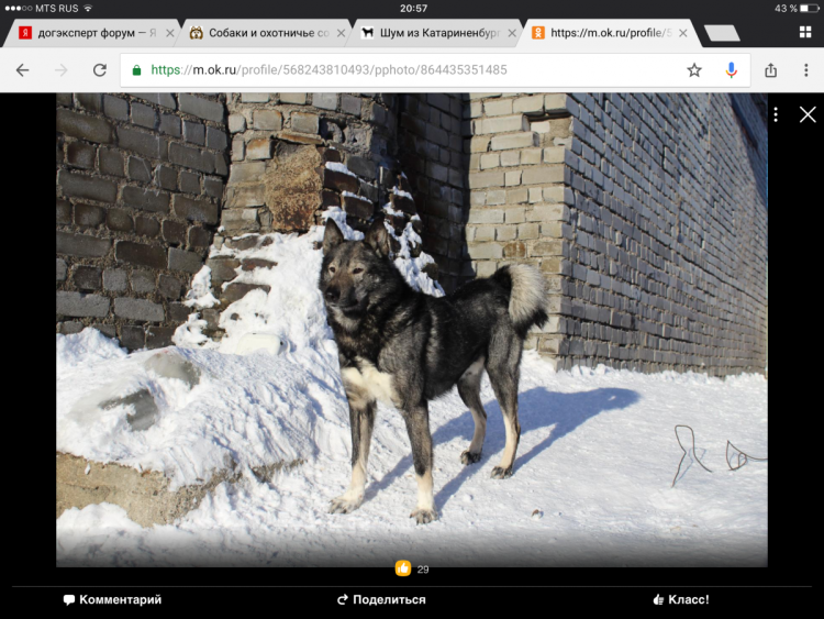 Дог эксперт ру охота с лайкой